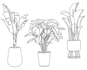 flower in vase three-piece minimalist line art set featuring stylized tropical potted houseplants: banana tree, philodendron, and bird of paradise. Perfect for modern design, logos, and vector assets. © นิรมล บุญเทพ