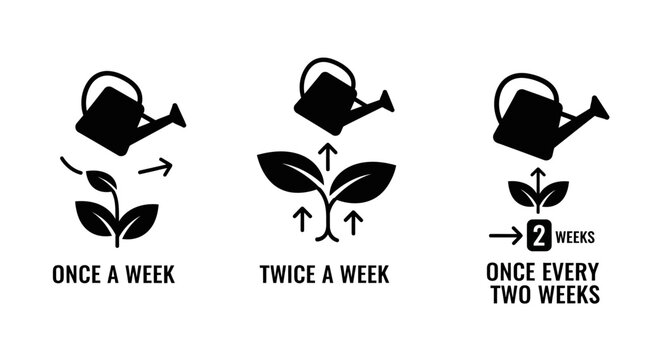 Plant Growth Stages: Watering Frequency Icons