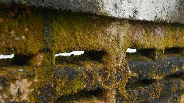 Old weathered concrete ventilation block wall covered with green moss and brown lichen closeup texture background decay