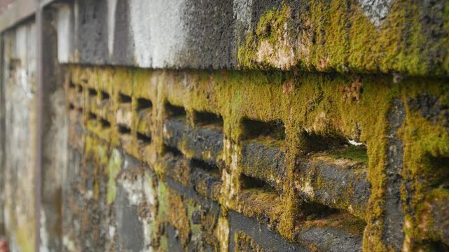Old weathered concrete ventilation block wall covered with green moss and brown lichen closeup texture background decay