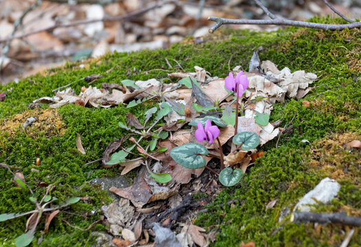 flowering of plants in subalpine meadows in the spring and summer period of the year, a great variety of endemic plants