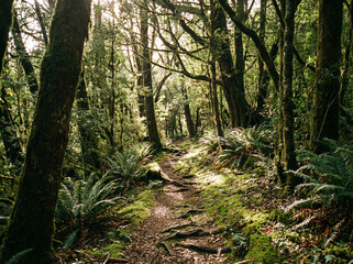 Obraz premium POV Winding Forest Path with Dappled Sunlight and Ferns Creating a Peaceful Woodland Journey