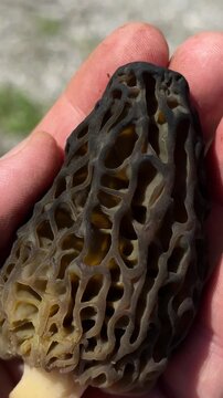 Careful examination of large black morel mushrooms by hand.