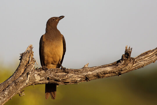 Rotschnabel-Madenhacker / Red-billed oxpecker / Buphagus erythrorhynchus