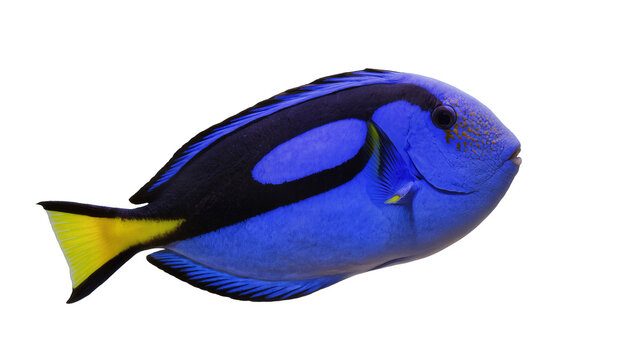 Vibrant blue regal tang fish with yellow tail, isolated on transparent background