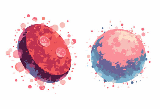 Red blood cell white blood cell comparison diagram