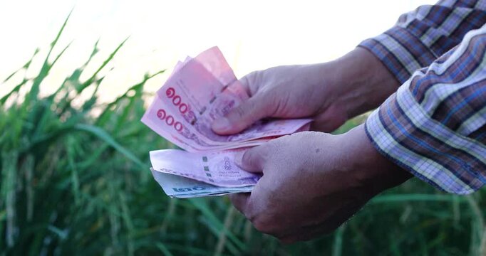 Hands counting Thai banknotes in front of a rice field, money baht, cash, symbolizing farm income, rural finance, and agricultural economy