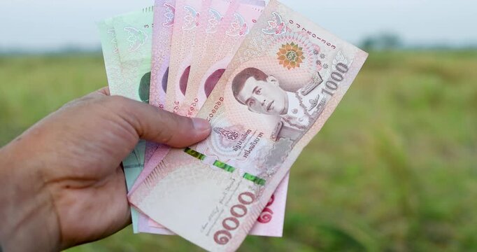 Hands holding Thai banknotes in front of a rice field, money, cash, symbolizing farm income, rural finance, and the agricultural economy