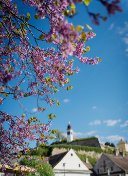 Close-up of blooming pink tree branches in spring with blurred Petrovaradin Fortress background.