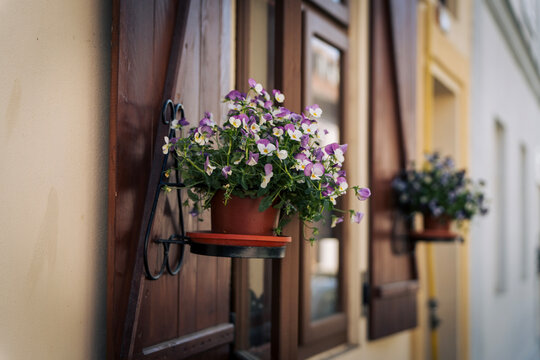 Close-up of tricolor pansy flowers in a pot on wooden shutters of a European city house.