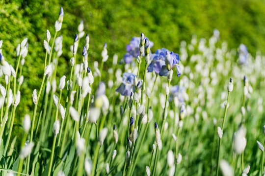 Beautiful purple iris flowers blooming in a sunny spring park with green grass background.