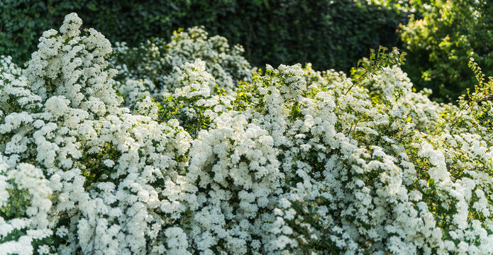 White blooming spirea bush in a sunny spring park with green background