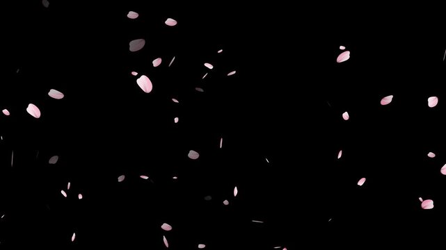 pink cherry blossom petals falling on green screen for chroma key, Falling cherry blossom petals on black background,
Cherry Blossom petals falling 4K, pink petals overlay alpha channel, 