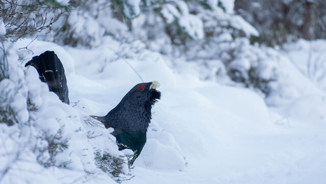 Western Capercaillie Male in Snowy Woodland, Scotland