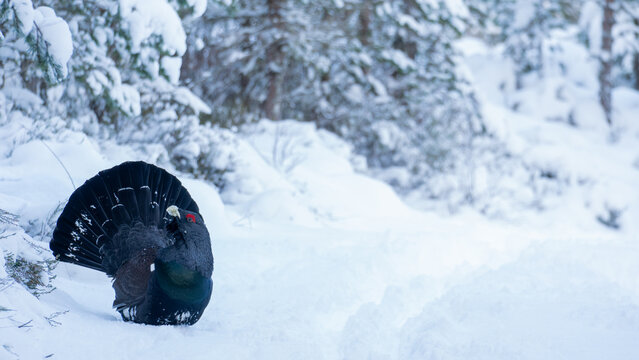 Western Capercaillie Male in Snowy Forest with Leading Track, Scotland