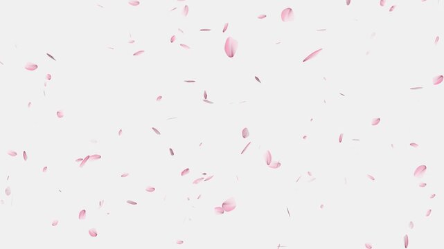 Pink cherry blossom petals falling gracefully on transparent background, Cherry Blossom Transition,
cherry blossom particle animation, alling cherry blossom petals on black background