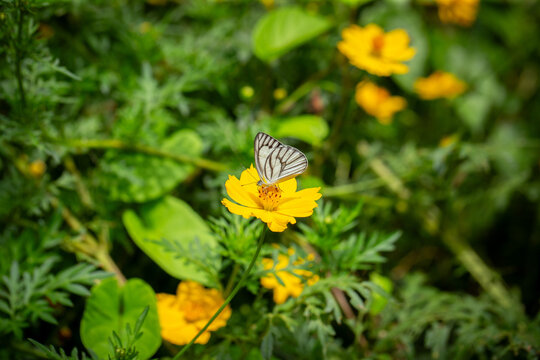 Butterfly (Appias olferna / striped albatross butterfly / white butterfly with black veins) on orange cosmos flower in natural garden with green background