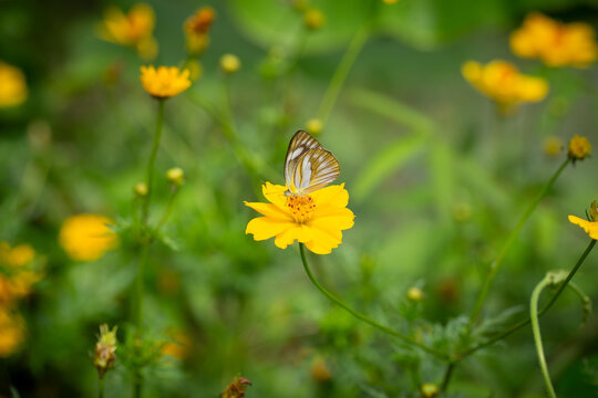 Butterfly (Appias olferna / striped albatross butterfly / white butterfly with black veins) on orange cosmos flower in natural garden with green background