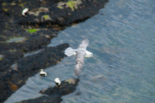 Northern Fulmar in Flight Over Coastal Rocks, St Andrews, Scotland