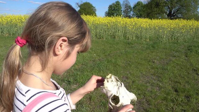 A little beautiful girl in a pink dress holds in her hands the skull of a ram against the background of a yellow rapeseed field.