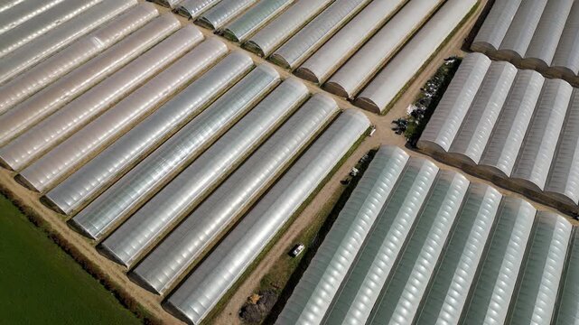 Greenhouse Farming From Above: An aerial view showcases rows of modern greenhouses, stretching across the landscape, hinting at large-scale agricultural production.