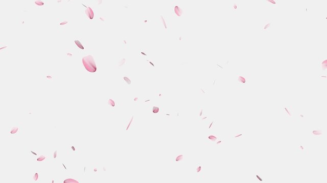 Pink cherry blossom petals falling gracefully on transparent background, Cherry Blossom Transition,
cherry blossom particle animation, alling cherry blossom petals on black background
