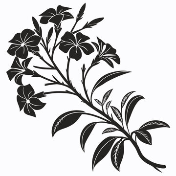 vinca silhouette on white background 