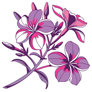 vinca colorful on white background