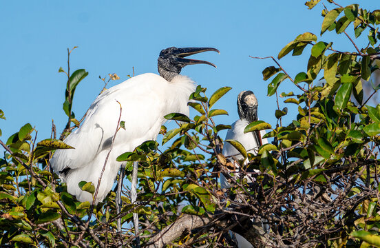 Prehistoric Pair: Wood Storks Nesting in the Florida Wetland Canopy