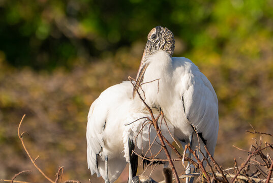 Prehistoric Pair: Wood Storks Nesting in the Florida Wetland Canopy