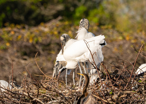 Prehistoric Pair: Wood Storks Nesting in the Florida Wetland Canopy