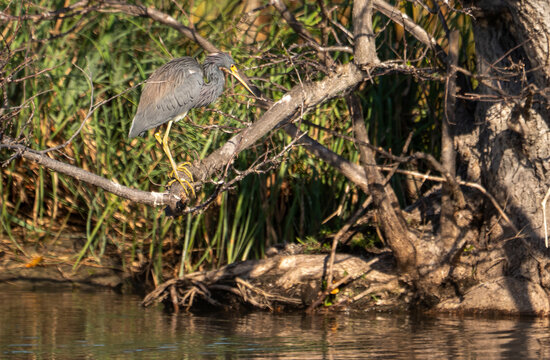 Marsh Watch: Tricolored Heron Perched Above the Florida Wetlands