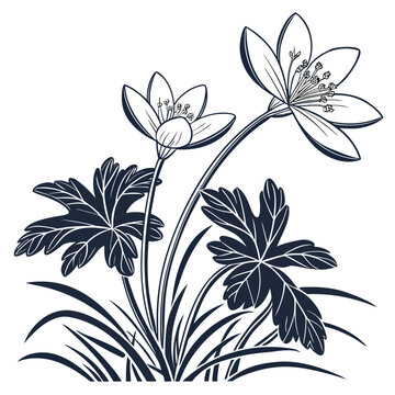 bloodroot vector