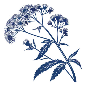 ageratum silhouette on white background