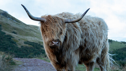 Close Up of Highland Cow in the Pentland Hills Scotland © Andrew