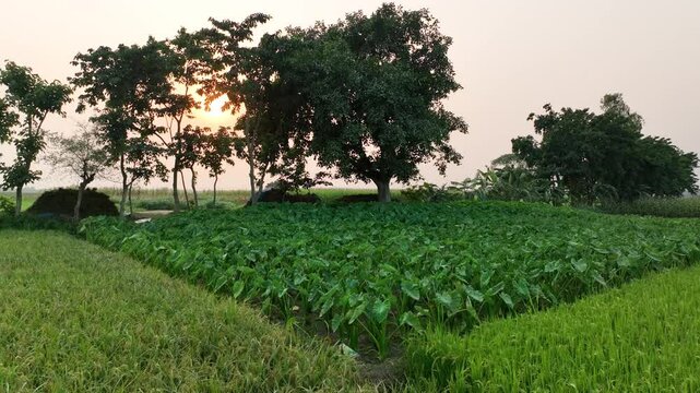 Scenic agricultural farmland with lush taro plants at sunset