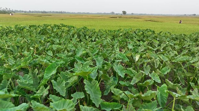 Lush green taro root plants cultivation in a tropical field