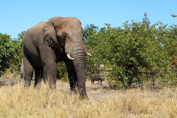 Fototapeta premium Afrikanischer Elefant und Warzenschwein / African elephant and Warthog / Loxodonta africana et Phacochoerus africanus