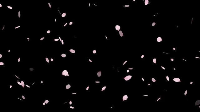 pink cherry blossom petals falling on green screen for chroma key, Falling cherry blossom petals on black background,
Cherry Blossom petals falling 4K, pink petals overlay alpha channel, 