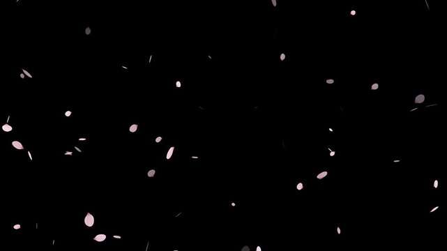 pink cherry blossom petals falling on green screen for chroma key, Falling cherry blossom petals on black background,
Cherry Blossom petals falling 4K, pink petals overlay alpha channel, 