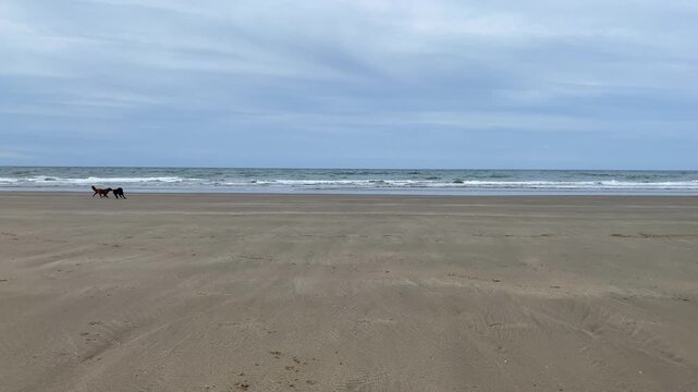 Two dogs on the Nefyn sandy beach located near Pwllheli