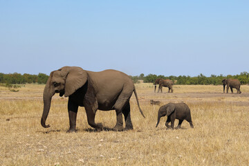 Fototapeta premium Afrikanischer Elefant / African elephant / Loxodonta africana