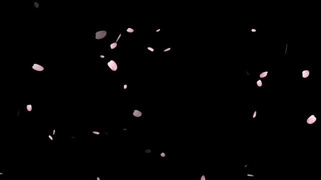 pink cherry blossom petals falling on green screen for chroma key, Falling cherry blossom petals on black background,
Cherry Blossom petals falling 4K, pink petals overlay alpha channel, 