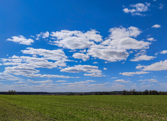 Obraz premium Wide Green Field Under a Bright Blue Sky with Cumulus Clouds