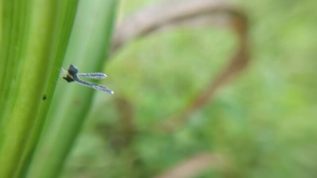 Long winged derbid planthoppers on the leaf with blur background, the Derbidae family (Hemiptera), known for their very small bodies, long fragile wings