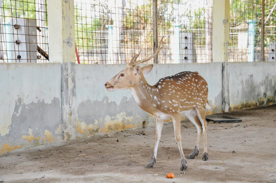Chital, also commonly known as a spotted deer or axis deer