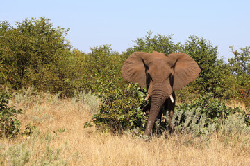 Obraz premium Afrikanischer Elefant / African elephant / Loxodonta africana