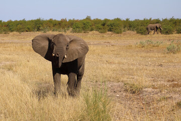 Obraz premium Afrikanischer Elefant / African elephant / Loxodonta africana