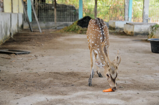 Chital, also commonly known as a spotted deer or axis deer