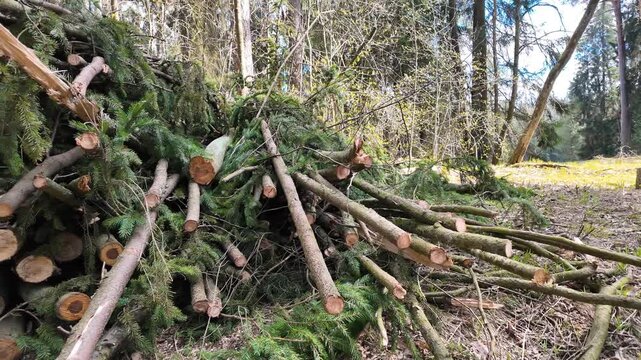 Pile of cut tree branches and logs in forest clearing, freshly felled timber with green needles, forestry logging scene, natural wood resource, woodland environment and deforestation concept